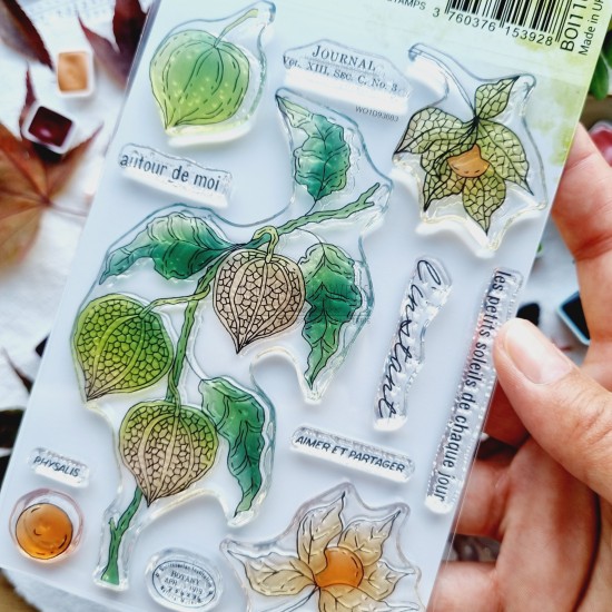 tampon clear Physalis de la collection L'orée des bois