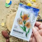 Tampon clear Fleursde safran de la collecton le chant des dunes